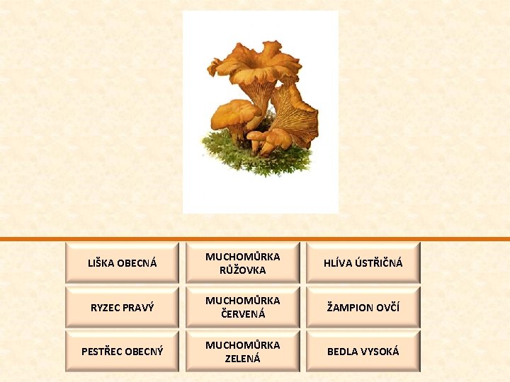 LIŠKA OBECNÁ MUCHOMŮRKA RŮŽOVKA HLÍVA ÚSTŘIČNÁ RYZEC PRAVÝ MUCHOMŮRKA ČERVENÁ ŽAMPION OVČÍ PESTŘEC OBECNÝ