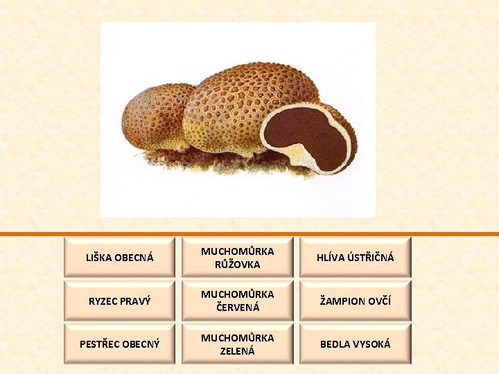 LIŠKA OBECNÁ MUCHOMŮRKA RŮŽOVKA HLÍVA ÚSTŘIČNÁ RYZEC PRAVÝ MUCHOMŮRKA ČERVENÁ ŽAMPION OVČÍ PESTŘEC OBECNÝ
