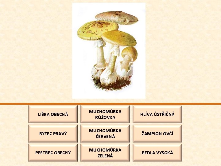 LIŠKA OBECNÁ MUCHOMŮRKA RŮŽOVKA HLÍVA ÚSTŘIČNÁ RYZEC PRAVÝ MUCHOMŮRKA ČERVENÁ ŽAMPION OVČÍ PESTŘEC OBECNÝ