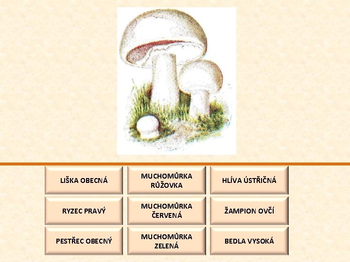 LIŠKA OBECNÁ MUCHOMŮRKA RŮŽOVKA HLÍVA ÚSTŘIČNÁ RYZEC PRAVÝ MUCHOMŮRKA ČERVENÁ ŽAMPION OVČÍ PESTŘEC OBECNÝ