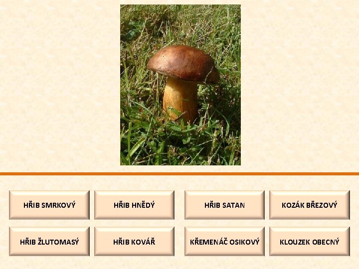 HŘIB SMRKOVÝ HŘIB HNĚDÝ HŘIB SATAN KOZÁK BŘEZOVÝ HŘIB ŽLUTOMASÝ HŘIB KOVÁŘ KŘEMENÁČ OSIKOVÝ