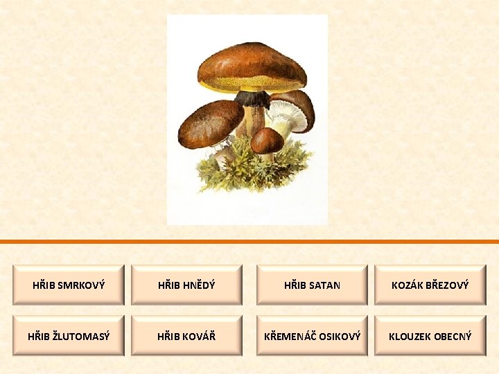 HŘIB SMRKOVÝ HŘIB HNĚDÝ HŘIB SATAN KOZÁK BŘEZOVÝ HŘIB ŽLUTOMASÝ HŘIB KOVÁŘ KŘEMENÁČ OSIKOVÝ
