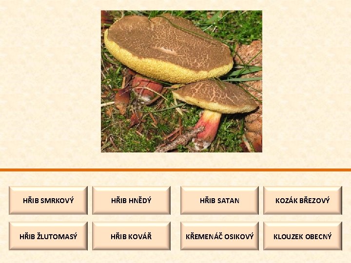 HŘIB SMRKOVÝ HŘIB HNĚDÝ HŘIB SATAN KOZÁK BŘEZOVÝ HŘIB ŽLUTOMASÝ HŘIB KOVÁŘ KŘEMENÁČ OSIKOVÝ