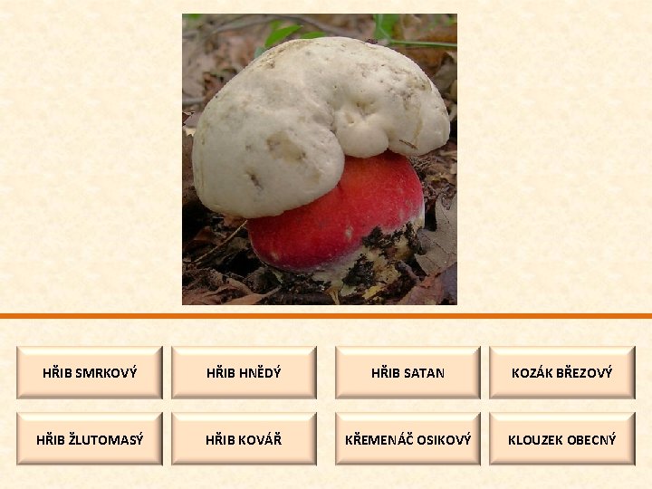 HŘIB SMRKOVÝ HŘIB HNĚDÝ HŘIB SATAN KOZÁK BŘEZOVÝ HŘIB ŽLUTOMASÝ HŘIB KOVÁŘ KŘEMENÁČ OSIKOVÝ