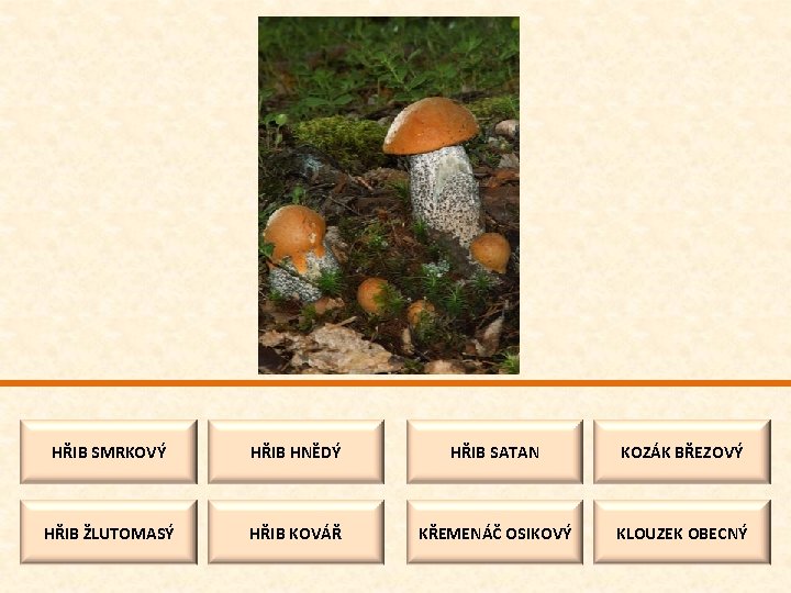 HŘIB SMRKOVÝ HŘIB HNĚDÝ HŘIB SATAN KOZÁK BŘEZOVÝ HŘIB ŽLUTOMASÝ HŘIB KOVÁŘ KŘEMENÁČ OSIKOVÝ