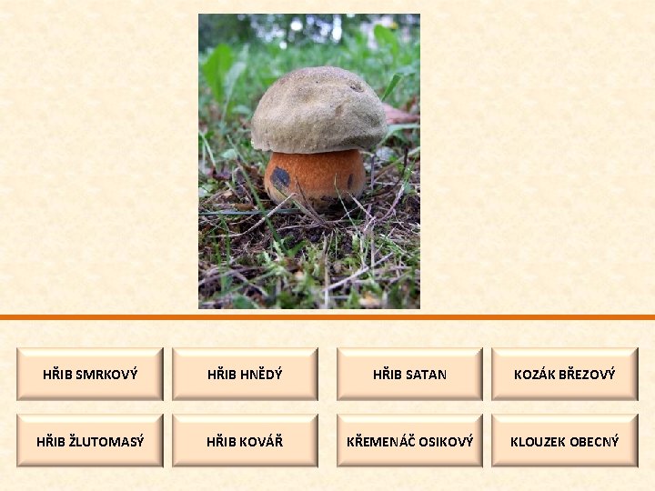 HŘIB SMRKOVÝ HŘIB HNĚDÝ HŘIB SATAN KOZÁK BŘEZOVÝ HŘIB ŽLUTOMASÝ HŘIB KOVÁŘ KŘEMENÁČ OSIKOVÝ