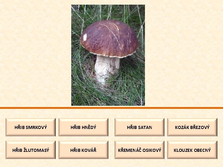HŘIB SMRKOVÝ HŘIB HNĚDÝ HŘIB SATAN KOZÁK BŘEZOVÝ HŘIB ŽLUTOMASÝ HŘIB KOVÁŘ KŘEMENÁČ OSIKOVÝ
