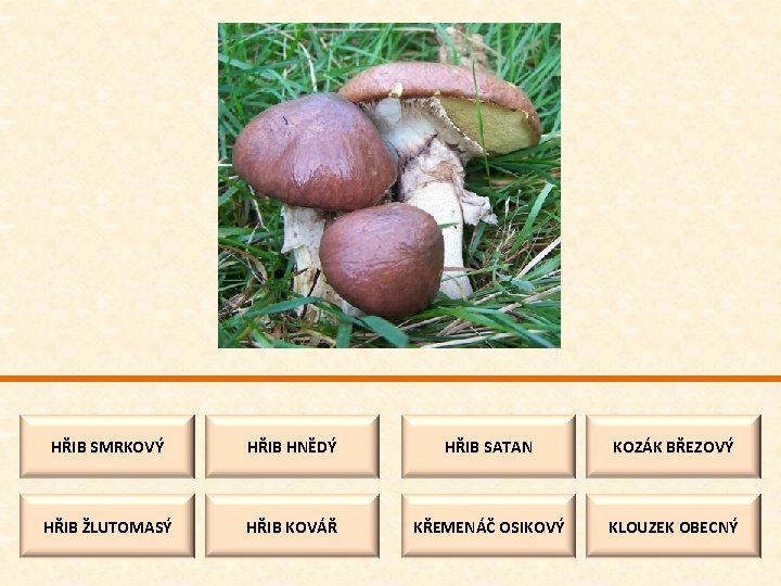 HŘIB SMRKOVÝ HŘIB HNĚDÝ HŘIB SATAN KOZÁK BŘEZOVÝ HŘIB ŽLUTOMASÝ HŘIB KOVÁŘ KŘEMENÁČ OSIKOVÝ