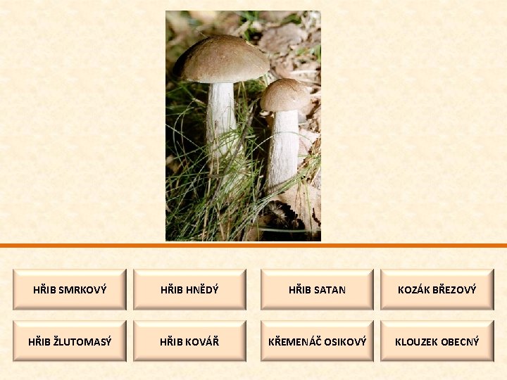 HŘIB SMRKOVÝ HŘIB HNĚDÝ HŘIB SATAN KOZÁK BŘEZOVÝ HŘIB ŽLUTOMASÝ HŘIB KOVÁŘ KŘEMENÁČ OSIKOVÝ