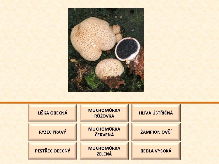 LIŠKA OBECNÁ MUCHOMŮRKA RŮŽOVKA HLÍVA ÚSTŘIČNÁ RYZEC PRAVÝ MUCHOMŮRKA ČERVENÁ ŽAMPION OVČÍ PESTŘEC OBECNÝ