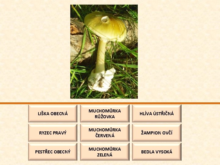 LIŠKA OBECNÁ MUCHOMŮRKA RŮŽOVKA HLÍVA ÚSTŘIČNÁ RYZEC PRAVÝ MUCHOMŮRKA ČERVENÁ ŽAMPION OVČÍ PESTŘEC OBECNÝ