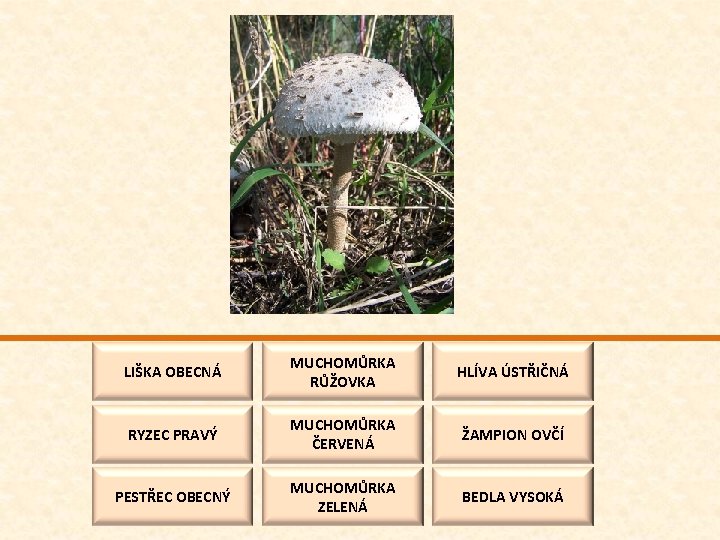 LIŠKA OBECNÁ MUCHOMŮRKA RŮŽOVKA HLÍVA ÚSTŘIČNÁ RYZEC PRAVÝ MUCHOMŮRKA ČERVENÁ ŽAMPION OVČÍ PESTŘEC OBECNÝ