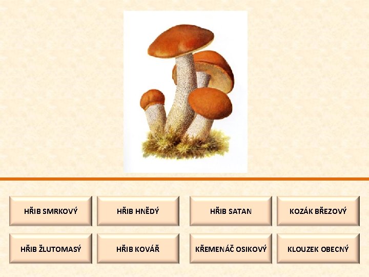 HŘIB SMRKOVÝ HŘIB HNĚDÝ HŘIB SATAN KOZÁK BŘEZOVÝ HŘIB ŽLUTOMASÝ HŘIB KOVÁŘ KŘEMENÁČ OSIKOVÝ
