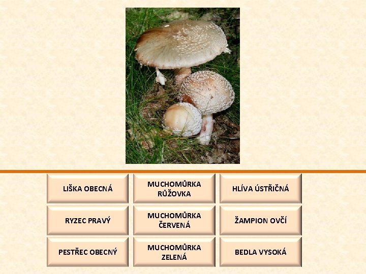 LIŠKA OBECNÁ MUCHOMŮRKA RŮŽOVKA HLÍVA ÚSTŘIČNÁ RYZEC PRAVÝ MUCHOMŮRKA ČERVENÁ ŽAMPION OVČÍ PESTŘEC OBECNÝ