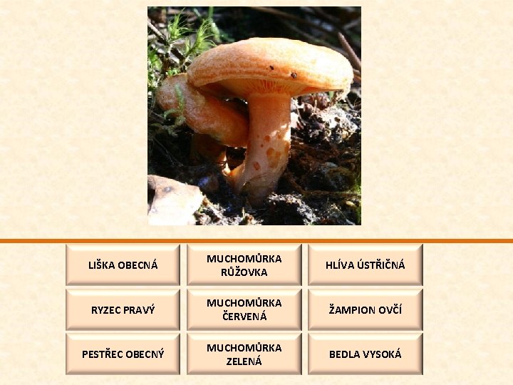 LIŠKA OBECNÁ MUCHOMŮRKA RŮŽOVKA HLÍVA ÚSTŘIČNÁ RYZEC PRAVÝ MUCHOMŮRKA ČERVENÁ ŽAMPION OVČÍ PESTŘEC OBECNÝ