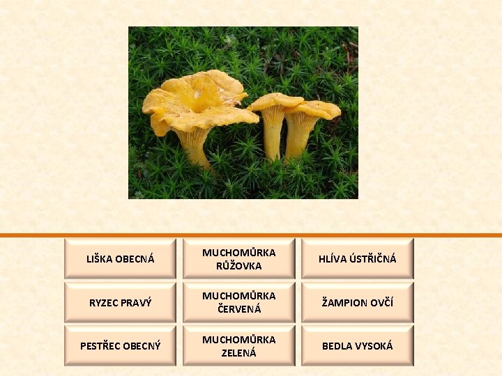 LIŠKA OBECNÁ MUCHOMŮRKA RŮŽOVKA HLÍVA ÚSTŘIČNÁ RYZEC PRAVÝ MUCHOMŮRKA ČERVENÁ ŽAMPION OVČÍ PESTŘEC OBECNÝ