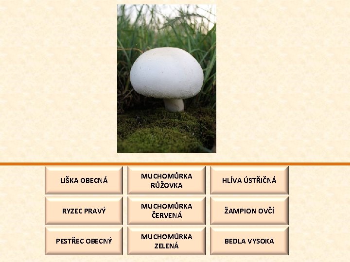LIŠKA OBECNÁ MUCHOMŮRKA RŮŽOVKA HLÍVA ÚSTŘIČNÁ RYZEC PRAVÝ MUCHOMŮRKA ČERVENÁ ŽAMPION OVČÍ PESTŘEC OBECNÝ