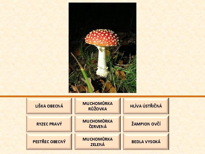 LIŠKA OBECNÁ MUCHOMŮRKA RŮŽOVKA HLÍVA ÚSTŘIČNÁ RYZEC PRAVÝ MUCHOMŮRKA ČERVENÁ ŽAMPION OVČÍ PESTŘEC OBECNÝ