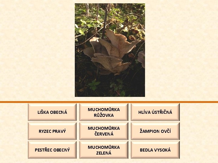 LIŠKA OBECNÁ MUCHOMŮRKA RŮŽOVKA HLÍVA ÚSTŘIČNÁ RYZEC PRAVÝ MUCHOMŮRKA ČERVENÁ ŽAMPION OVČÍ PESTŘEC OBECNÝ