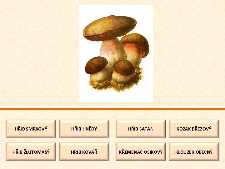 HŘIB SMRKOVÝ HŘIB HNĚDÝ HŘIB SATAN KOZÁK BŘEZOVÝ HŘIB ŽLUTOMASÝ HŘIB KOVÁŘ KŘEMENÁČ OSIKOVÝ