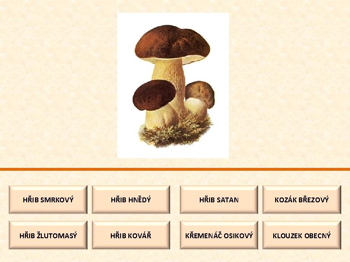HŘIB SMRKOVÝ HŘIB HNĚDÝ HŘIB SATAN KOZÁK BŘEZOVÝ HŘIB ŽLUTOMASÝ HŘIB KOVÁŘ KŘEMENÁČ OSIKOVÝ