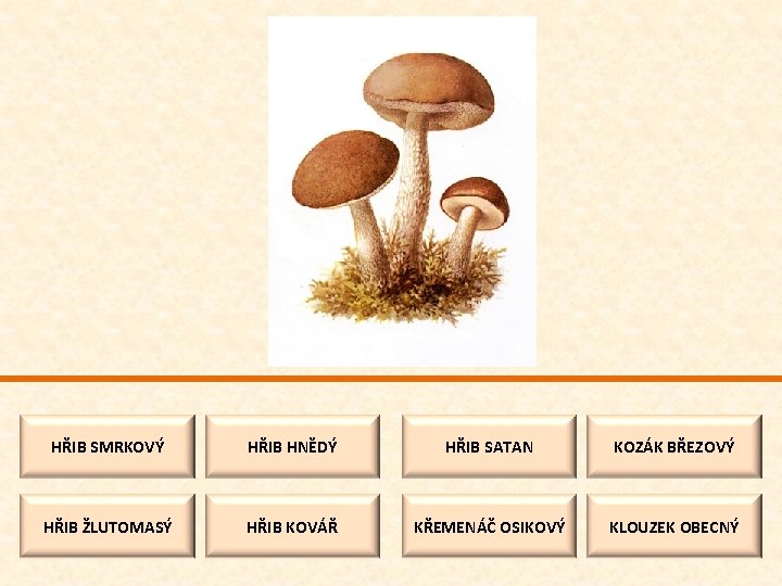 HŘIB SMRKOVÝ HŘIB HNĚDÝ HŘIB SATAN KOZÁK BŘEZOVÝ HŘIB ŽLUTOMASÝ HŘIB KOVÁŘ KŘEMENÁČ OSIKOVÝ