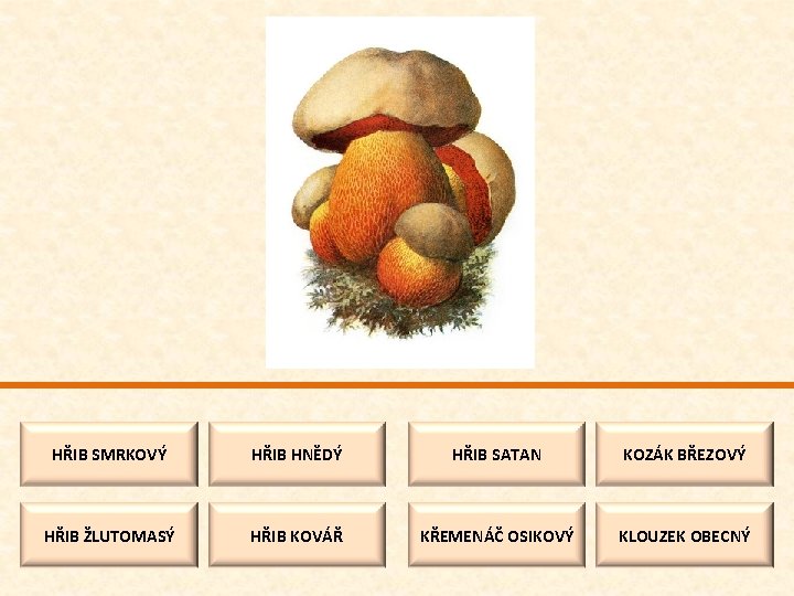 HŘIB SMRKOVÝ HŘIB HNĚDÝ HŘIB SATAN KOZÁK BŘEZOVÝ HŘIB ŽLUTOMASÝ HŘIB KOVÁŘ KŘEMENÁČ OSIKOVÝ