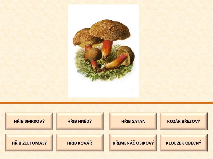 HŘIB SMRKOVÝ HŘIB HNĚDÝ HŘIB SATAN KOZÁK BŘEZOVÝ HŘIB ŽLUTOMASÝ HŘIB KOVÁŘ KŘEMENÁČ OSIKOVÝ