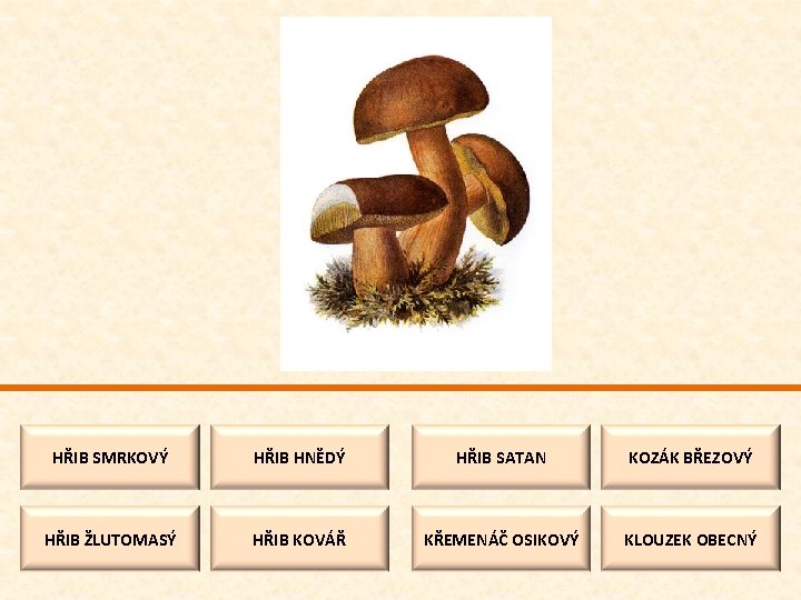 HŘIB SMRKOVÝ HŘIB HNĚDÝ HŘIB SATAN KOZÁK BŘEZOVÝ HŘIB ŽLUTOMASÝ HŘIB KOVÁŘ KŘEMENÁČ OSIKOVÝ