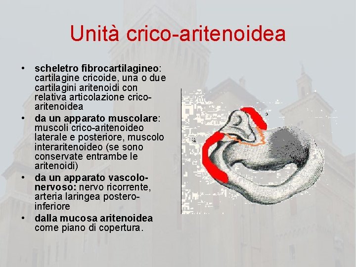 Unità crico-aritenoidea • scheletro fibrocartilagineo: cartilagine cricoide, una o due cartilagini aritenoidi con relativa