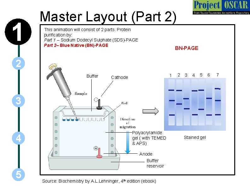 1 Master Layout (Part 2) This animation will consist of 2 parts. Protein purification