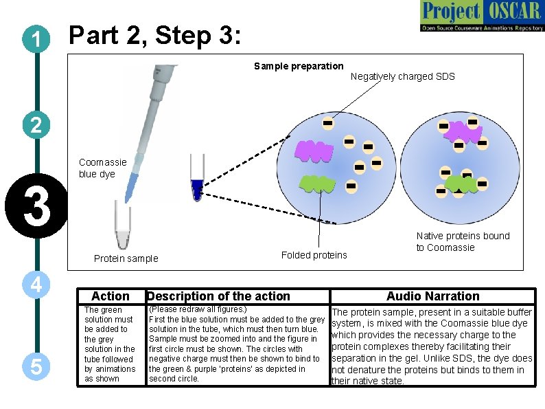 1 Part 2, Step 3: Sample preparation Negatively charged SDS 2 3 Coomassie blue