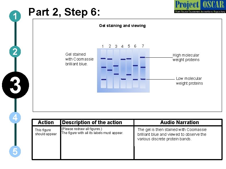 Part 2, Step 6: 1 Gel staining and viewing 1 2 2 3 4