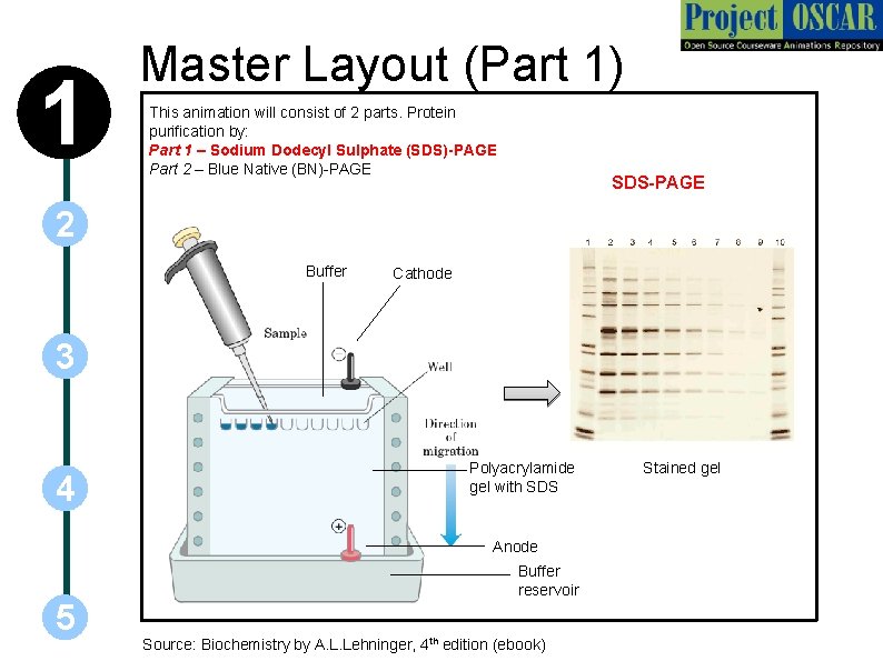 1 Master Layout (Part 1) This animation will consist of 2 parts. Protein purification