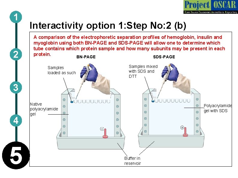 1 2 Interactivity option 1: Step No: 2 (b) A comparison of the electrophoretic