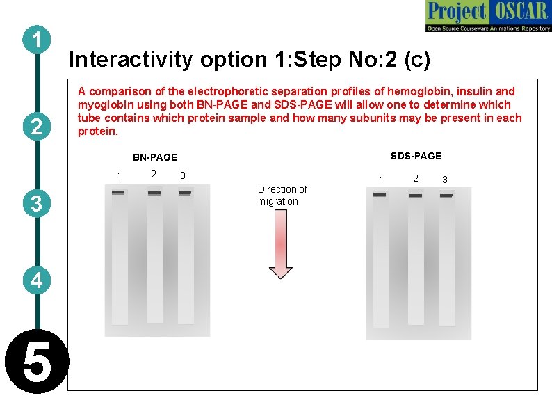 1 2 Interactivity option 1: Step No: 2 (c) A comparison of the electrophoretic