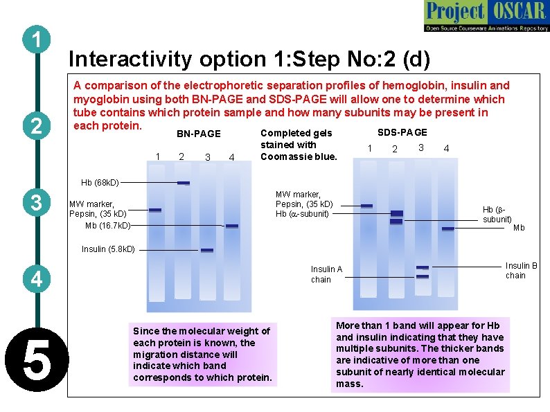 1 2 Interactivity option 1: Step No: 2 (d) A comparison of the electrophoretic