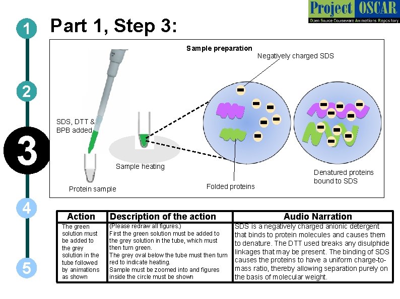 1 Part 1, Step 3: Sample preparation Negatively charged SDS 2 3 SDS, DTT