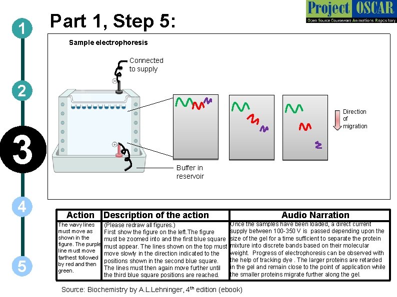 1 Part 1, Step 5: Sample electrophoresis Connected to supply 2 Direction of migration