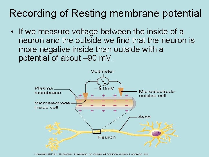 Recording of Resting membrane potential • If we measure voltage between the inside of