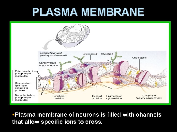 PLASMA MEMBRANE §Plasma membrane of neurons is filled with channels that allow specific ions
