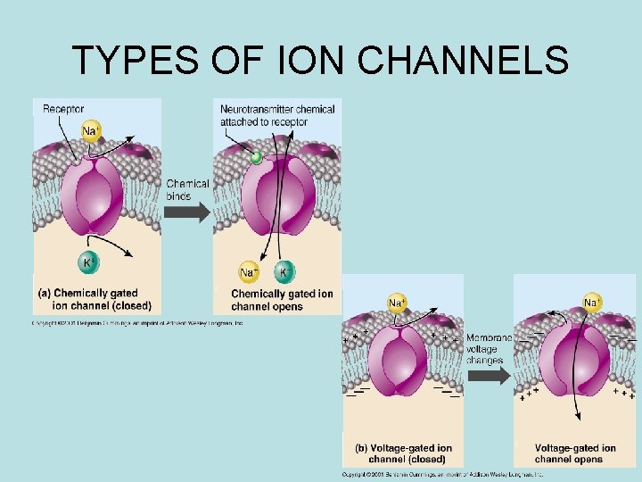 TYPES OF ION CHANNELS 