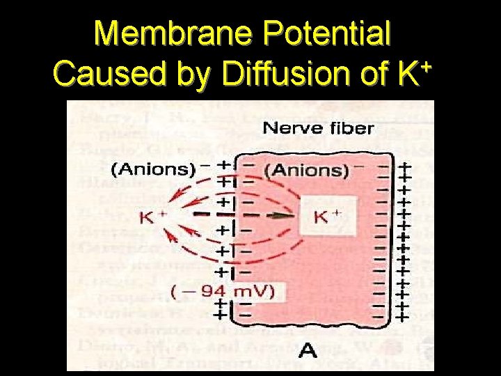 Membrane Potential + Caused by Diffusion of K 