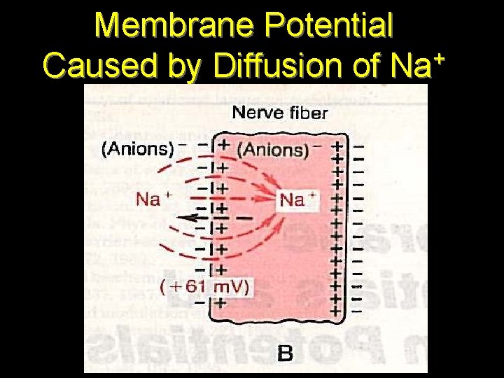 Membrane Potential + Caused by Diffusion of Na 