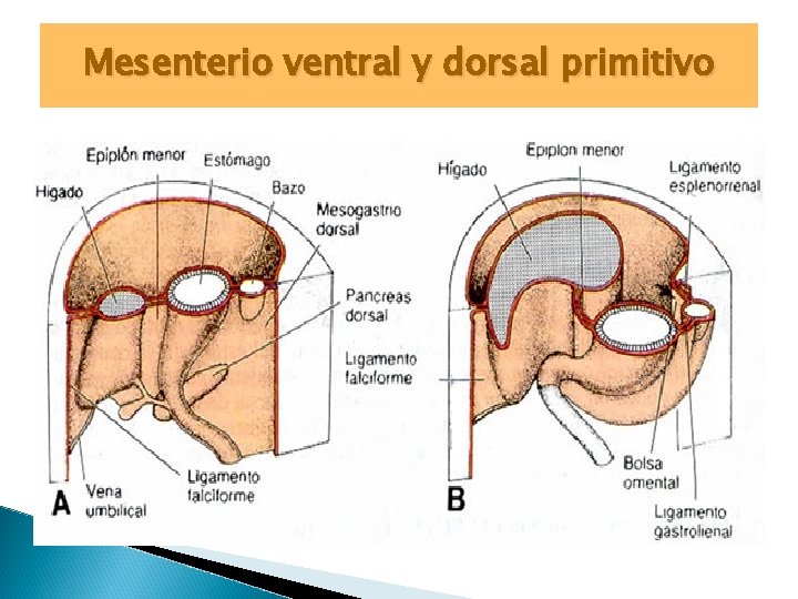 Mesenterio ventral y dorsal primitivo 