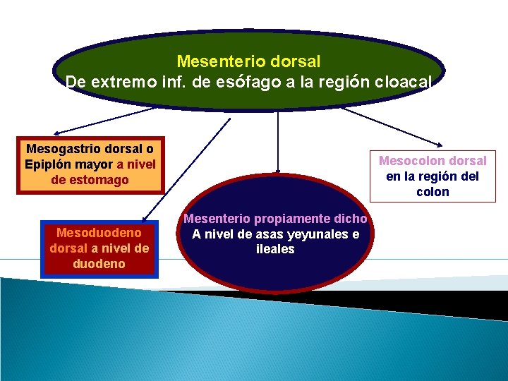 Mesenterio dorsal De extremo inf. de esófago a la región cloacal Mesogastrio dorsal o