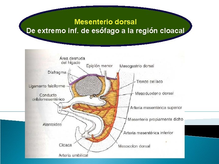 Mesenterio dorsal De extremo inf. de esófago a la región cloacal 