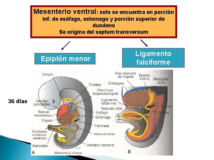 Mesenterio ventral: solo se encuentra en porción inf. de esófago, estomago y porción superior