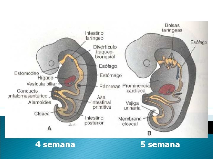  4 semana 5 semana 