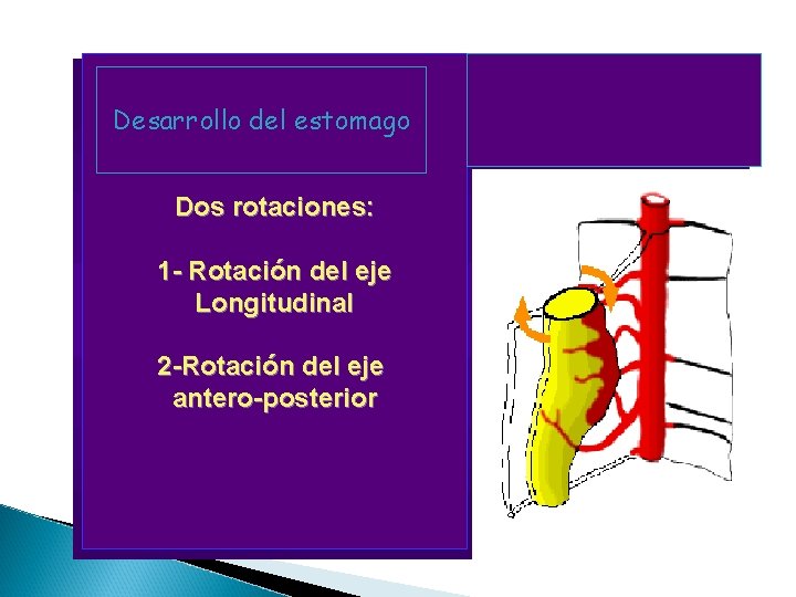 Desarrollo del estomago Dos rotaciones: 1 - Rotación del eje Longitudinal 2 -Rotación del